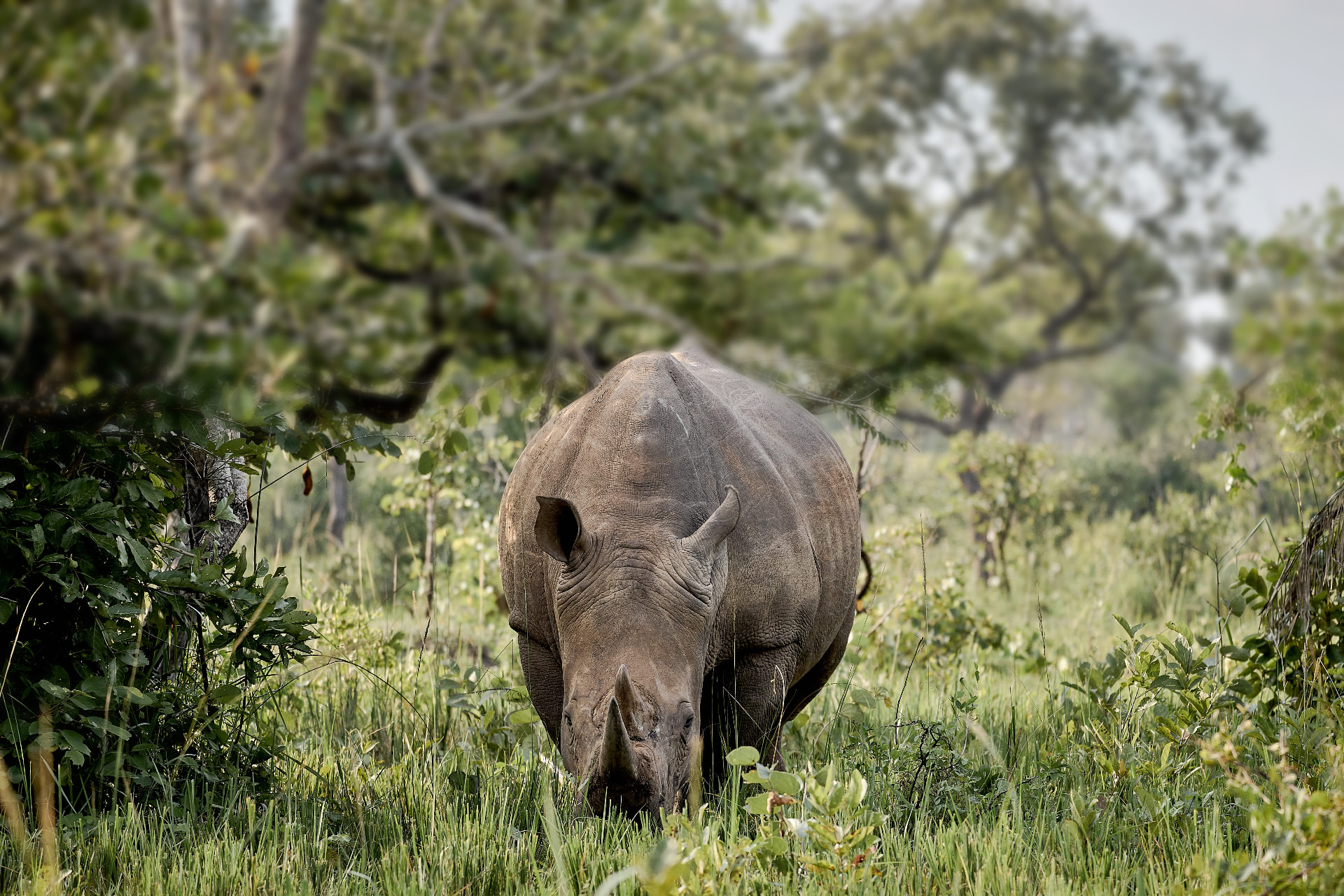 7 days gorilla, rhino and wildlife safari