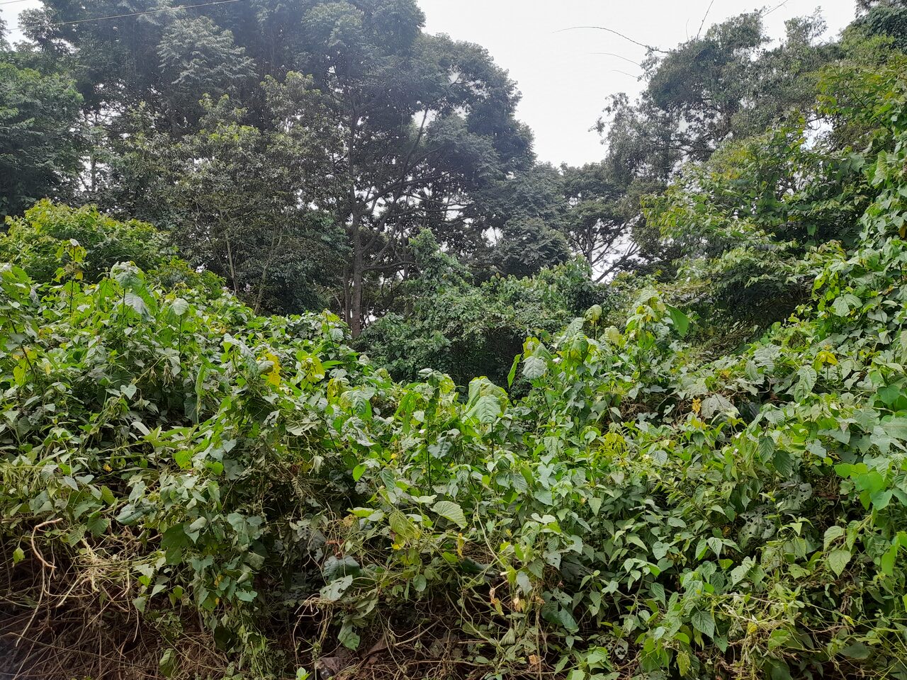 Mabira Forest Reserve