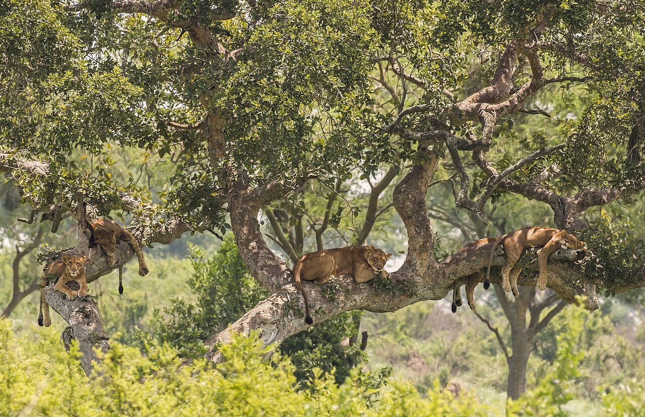 Queen Elizabeth National Park