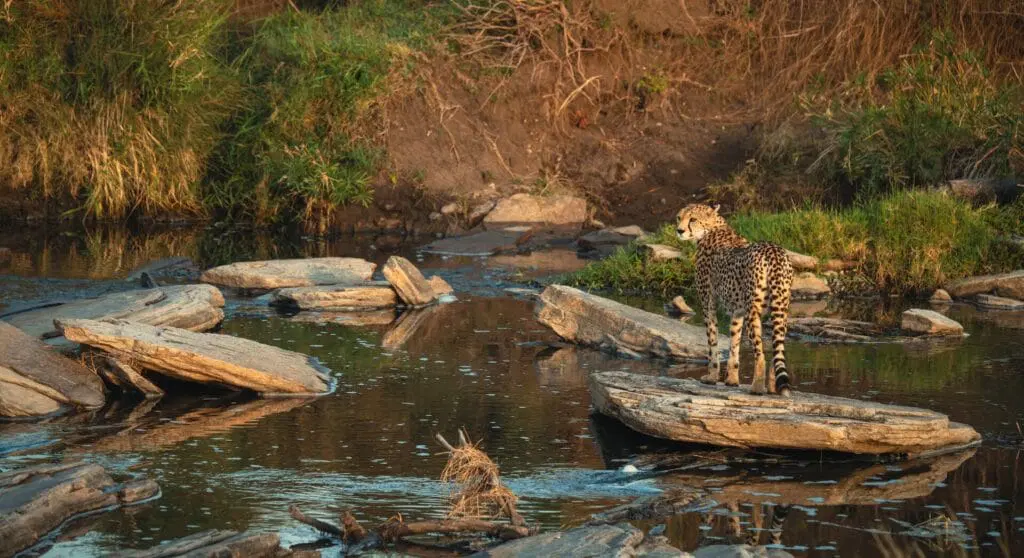 Porini Cheetah Camp