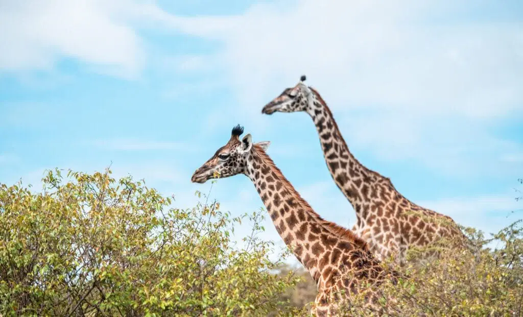Porini Giraffe Camp