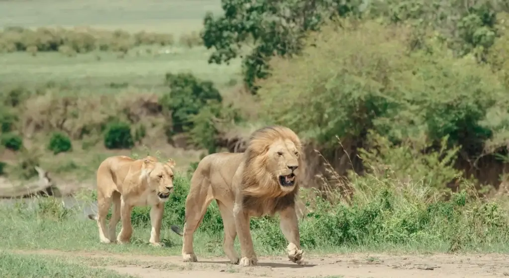 Porini Lion Camp