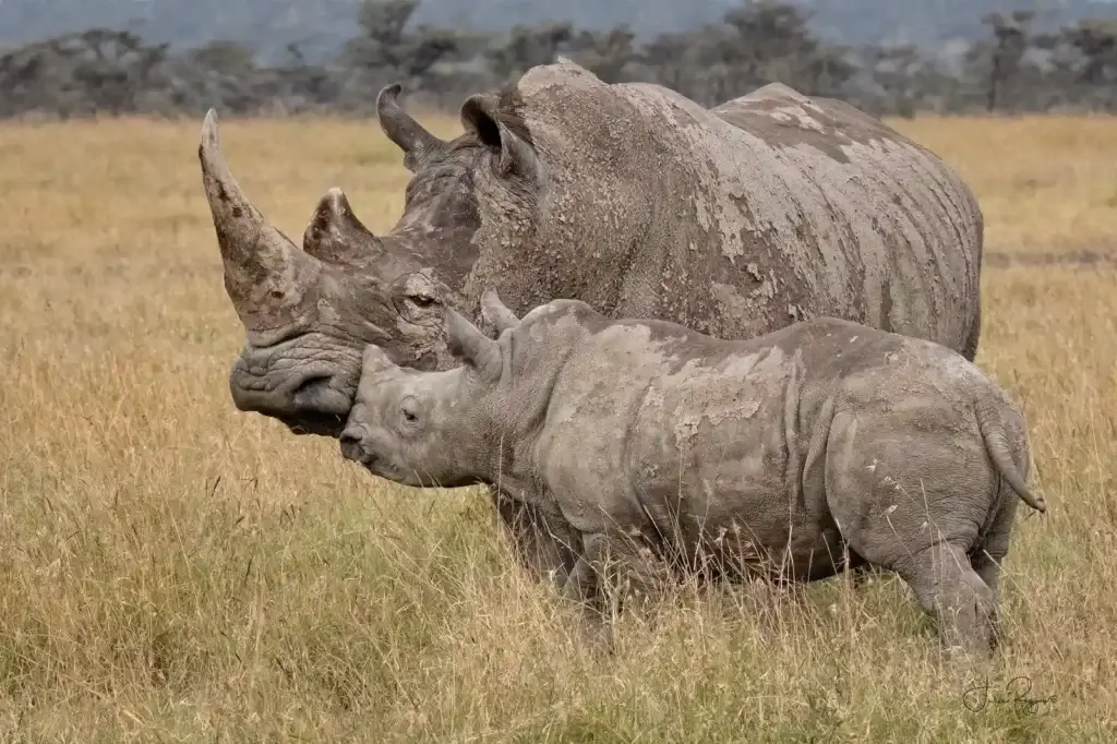 Porini Rhino Camp