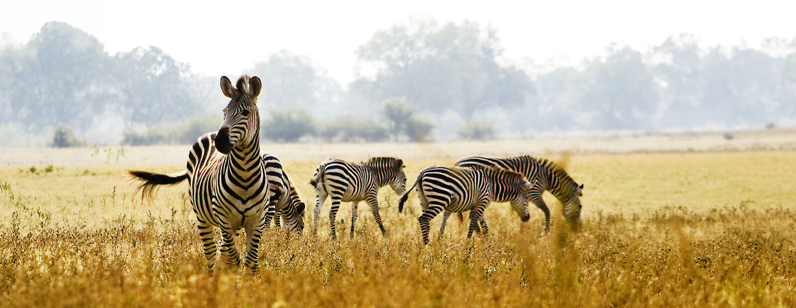 12 Days Uganda Safari — 2