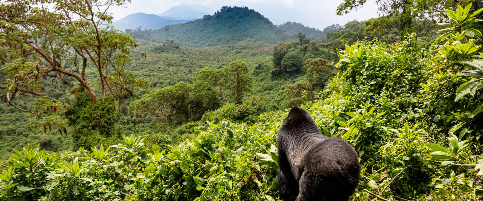14 Days Uganda Big 5 Safari with Primates & Tree-Climbing Lions — 2
