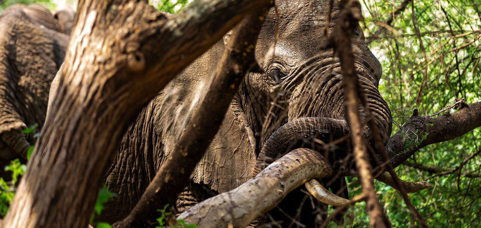 14 Days Uganda Birding Adventure — 2