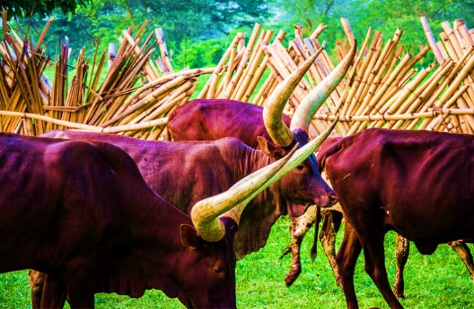 7 Days Karamoja Cultural Tour — 2