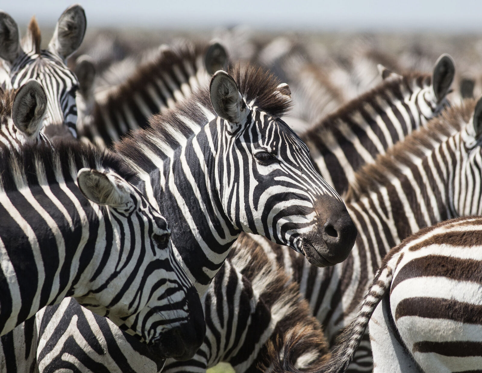 9 Days of Best Uganda Safari — 2