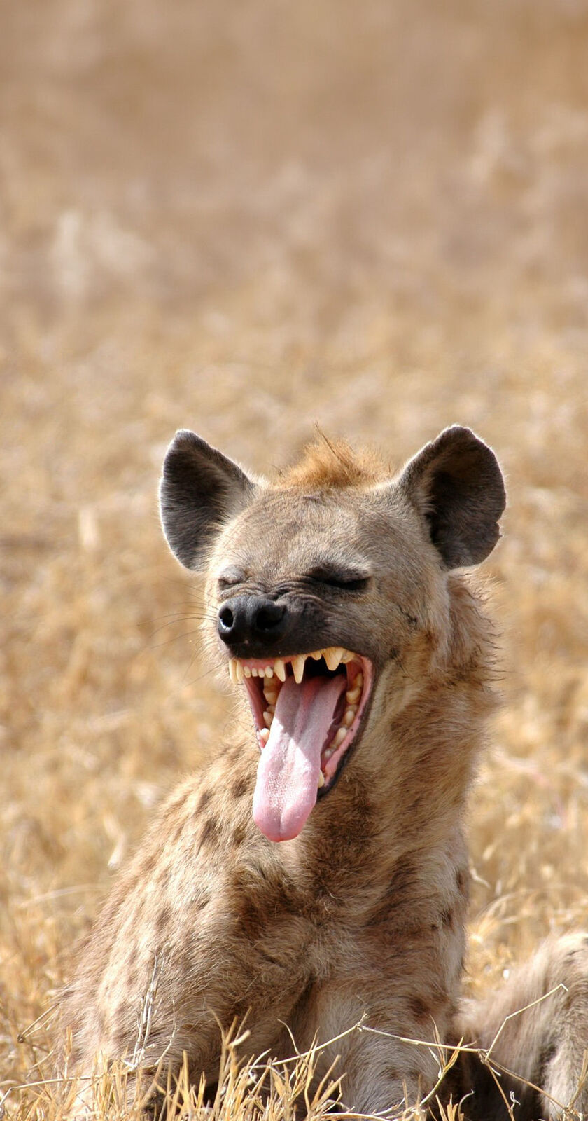 11 Days Magical Kenya & Tanzania National Parks