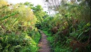 11 Days Uganda Mid-Range Gorillas & Wildlife Tour