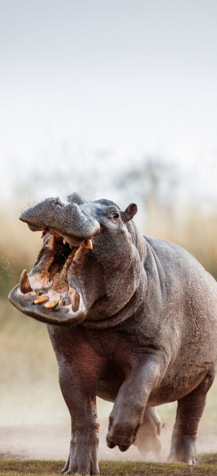 12 Days Uganda Safari