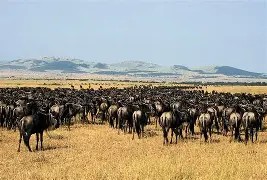13 Days Uganda & Tanzania Safari
