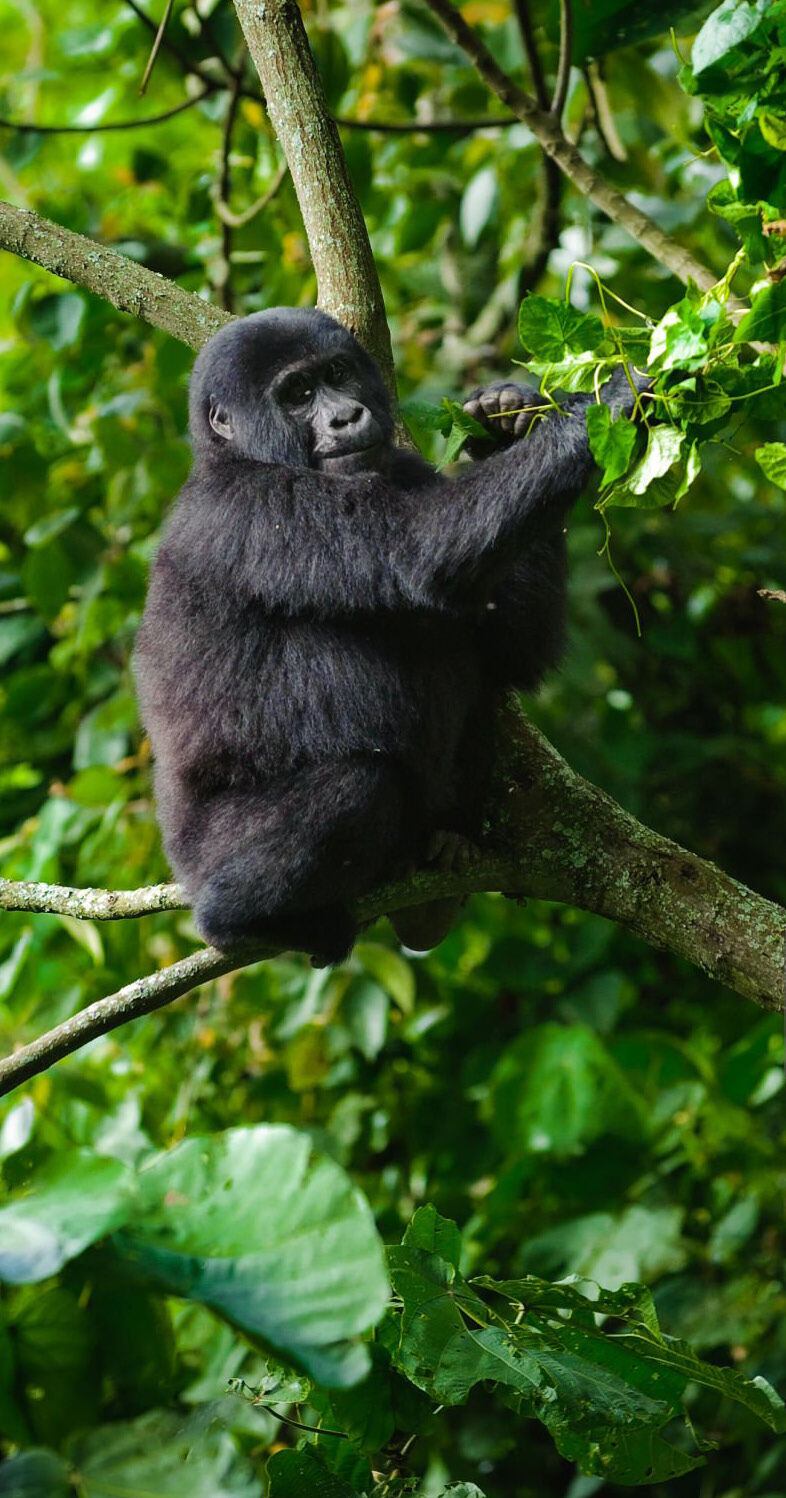14 Days Kenya & Uganda Wildlife and Gorilla Tracking Safari