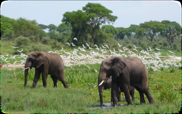 15 Days Around Uganda Safari & Staycation (Family)