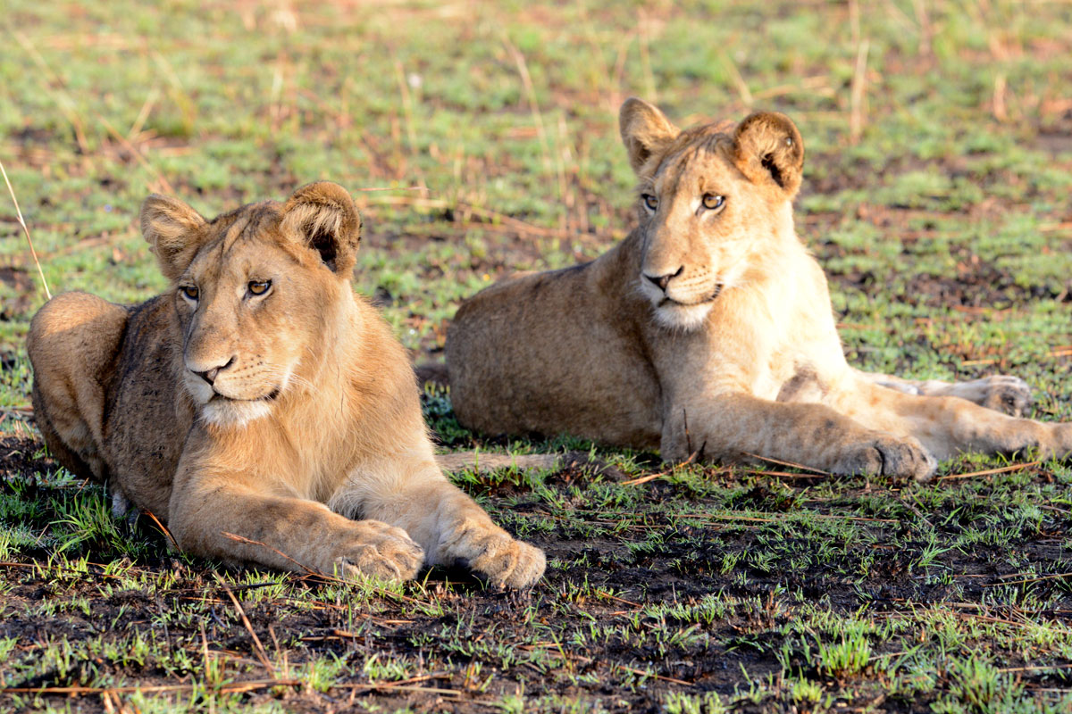 6 Days Masai Mara and Serengeti safari