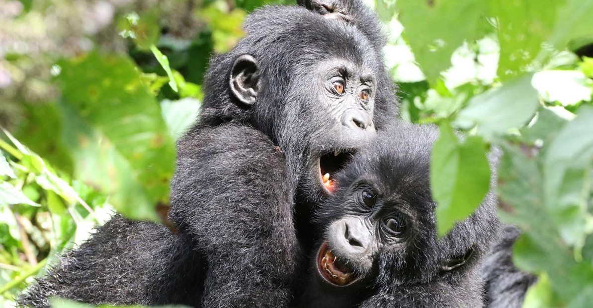 3 Days Bwindi Luxury Fly-In Gorilla Tour