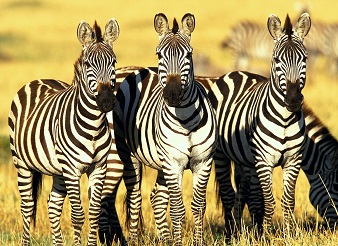 3-day wildebeest migration safari in Kenya