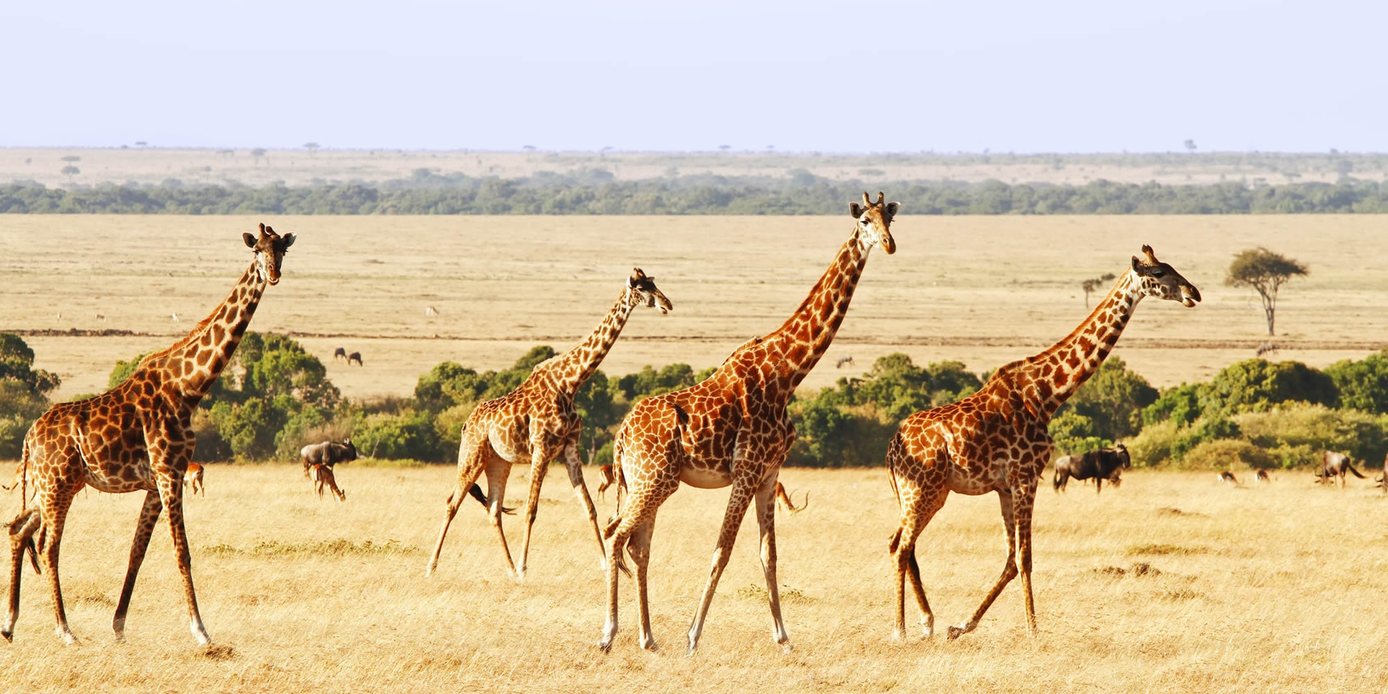 5-day wildebeest migration safari in Kenya