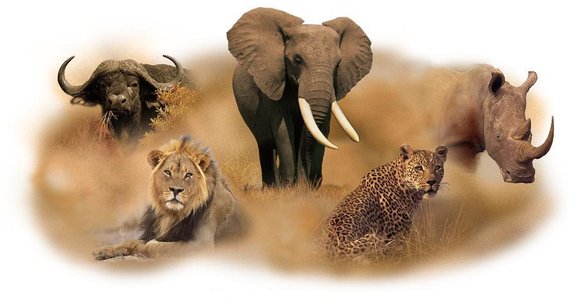 6-day best of Kenya wildlife private safari