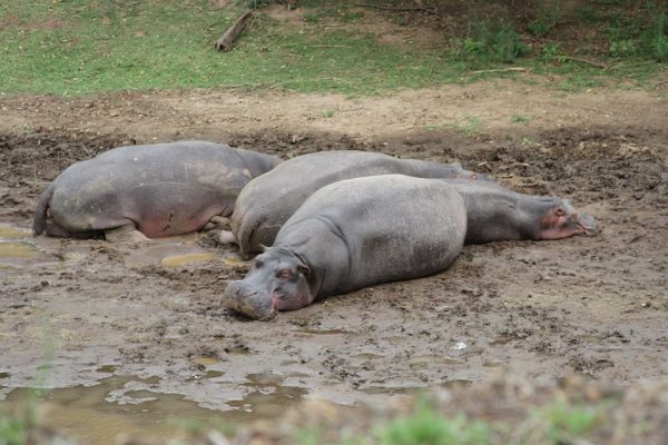 3 Day Masai Mara fly in Luxury safari