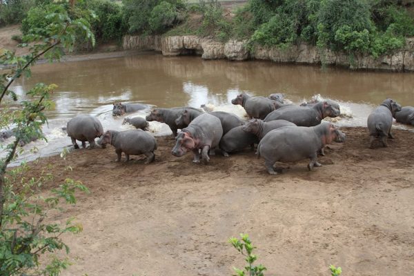 5 Day Explore Amboseli – Lake Nakuru Kenya wildlife safari