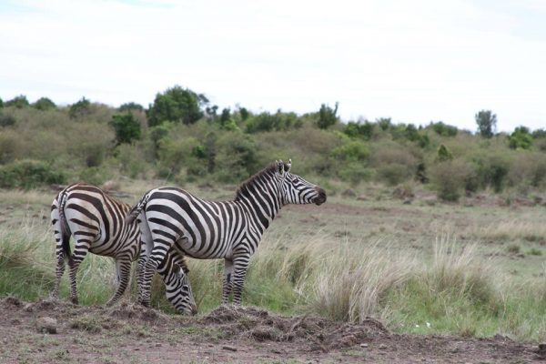3 Days Masai Mara wildlife safari