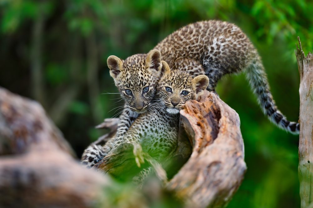 8day Luxury fly-in Kenya safari