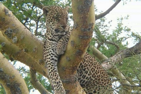 5 Days Masai Mara and Bwindi safari