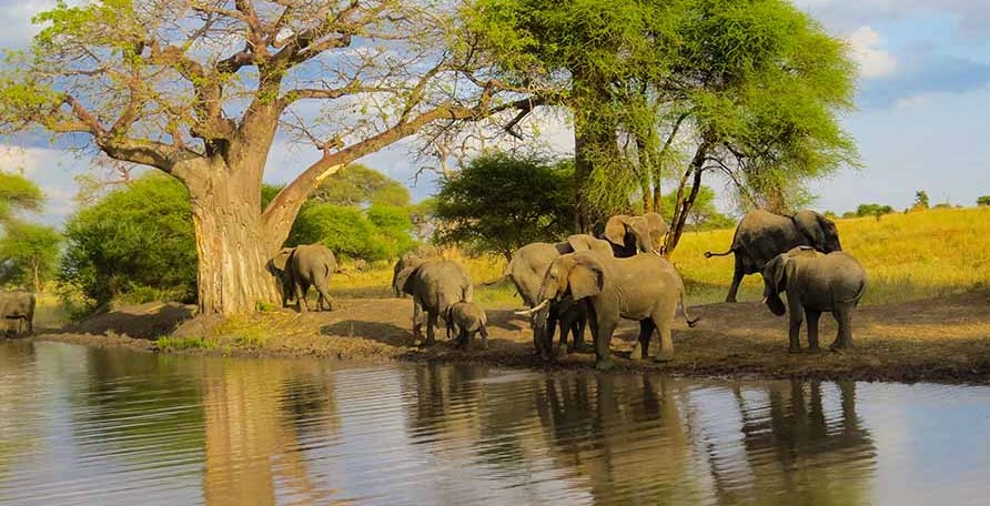 1-day Tarangire National Park Safari