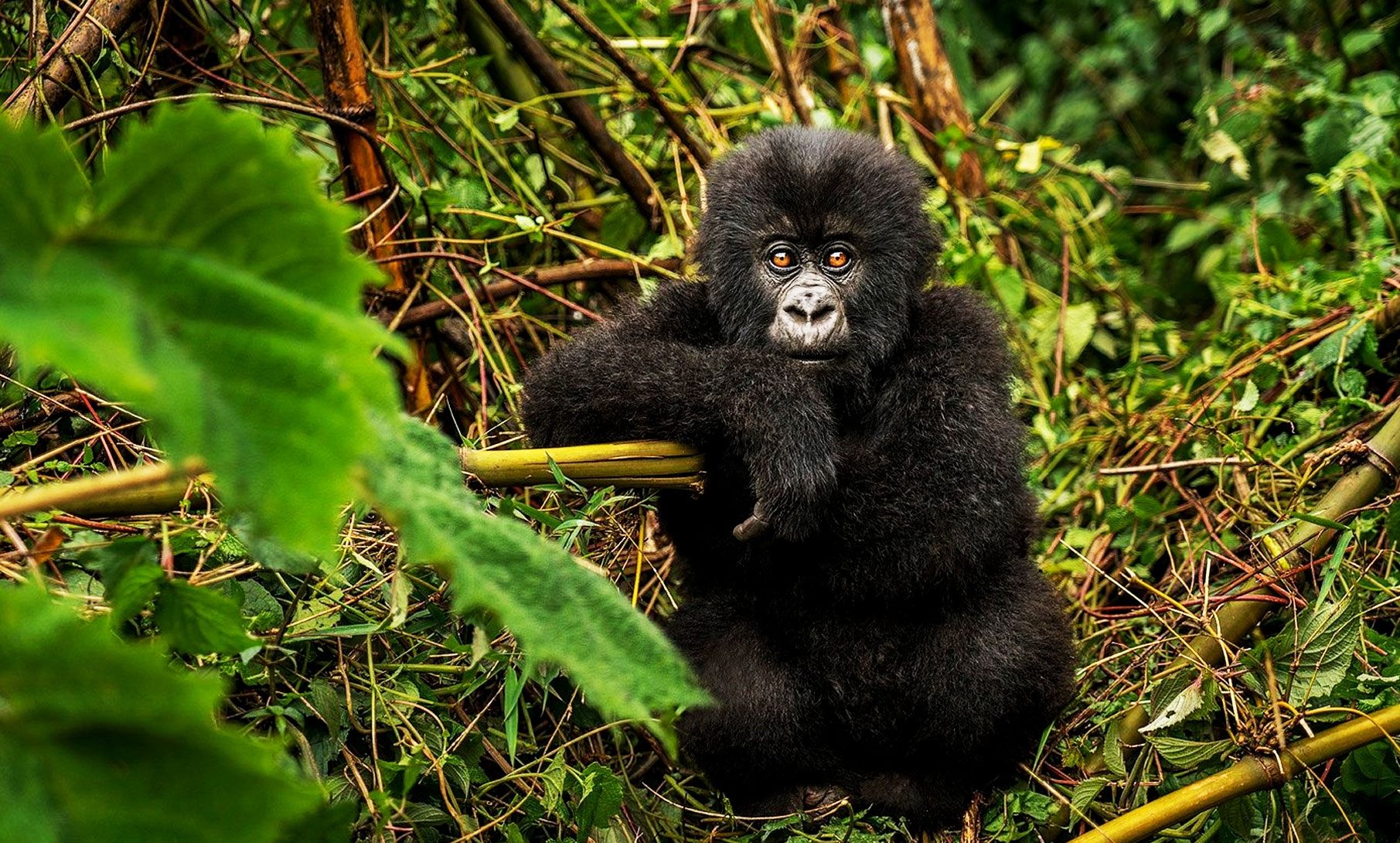 5 Days Rwanda gorilla tracking and Masai mara safari