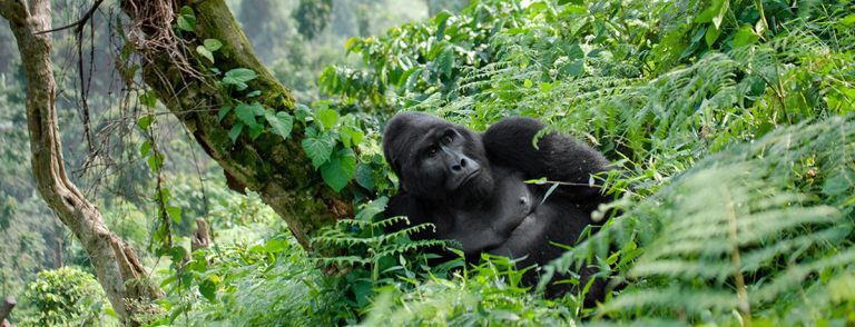 4 Days Bwindi, Lake Bunyonyi & Kibale