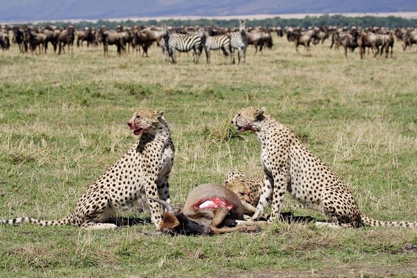 4 Day Magical Tanzania Luxury safari