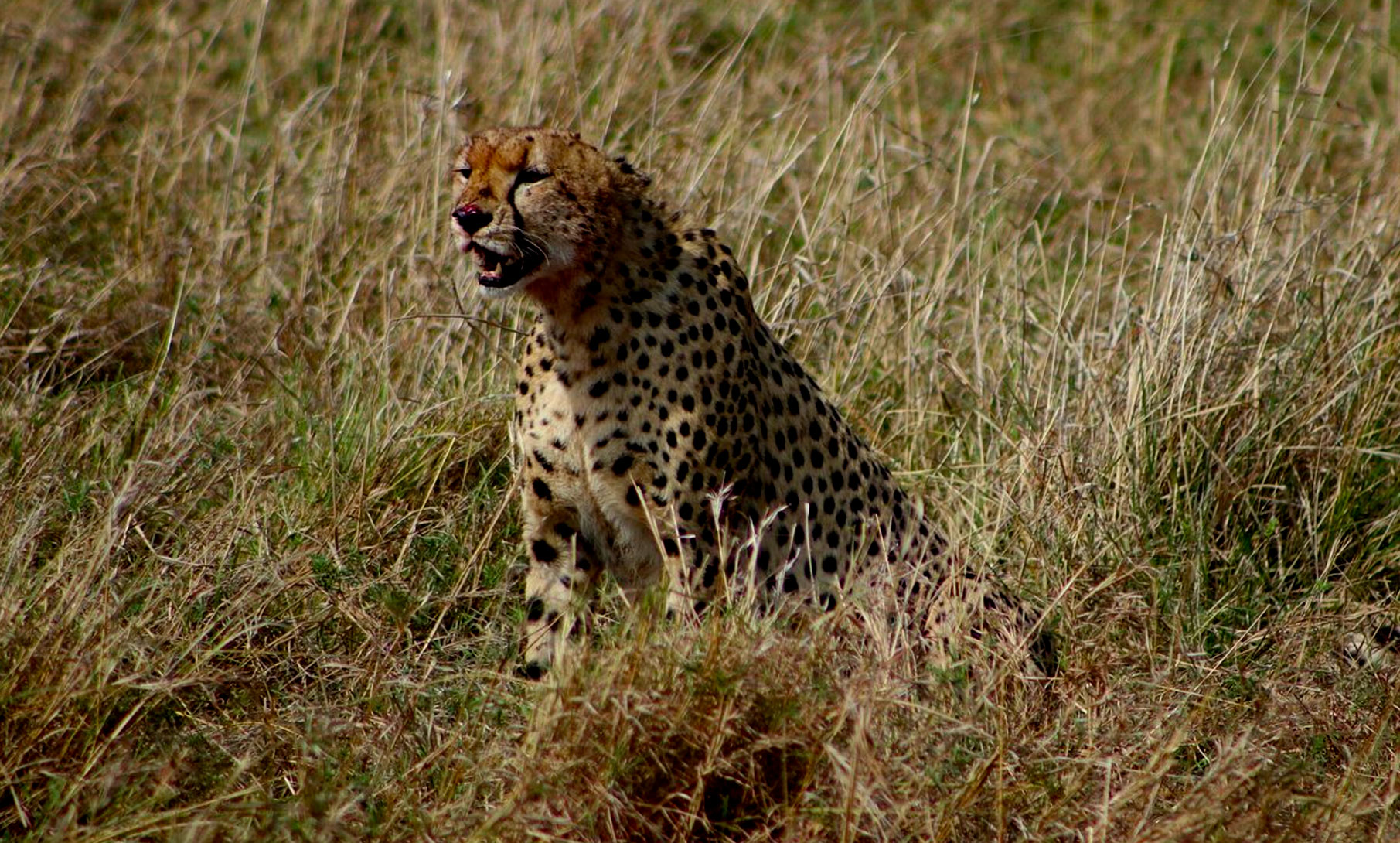 10 Day Highlights of Kenya – Comfort