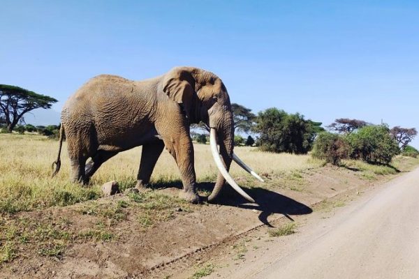 15-Days Uganda and Kenya Wildlife Safari