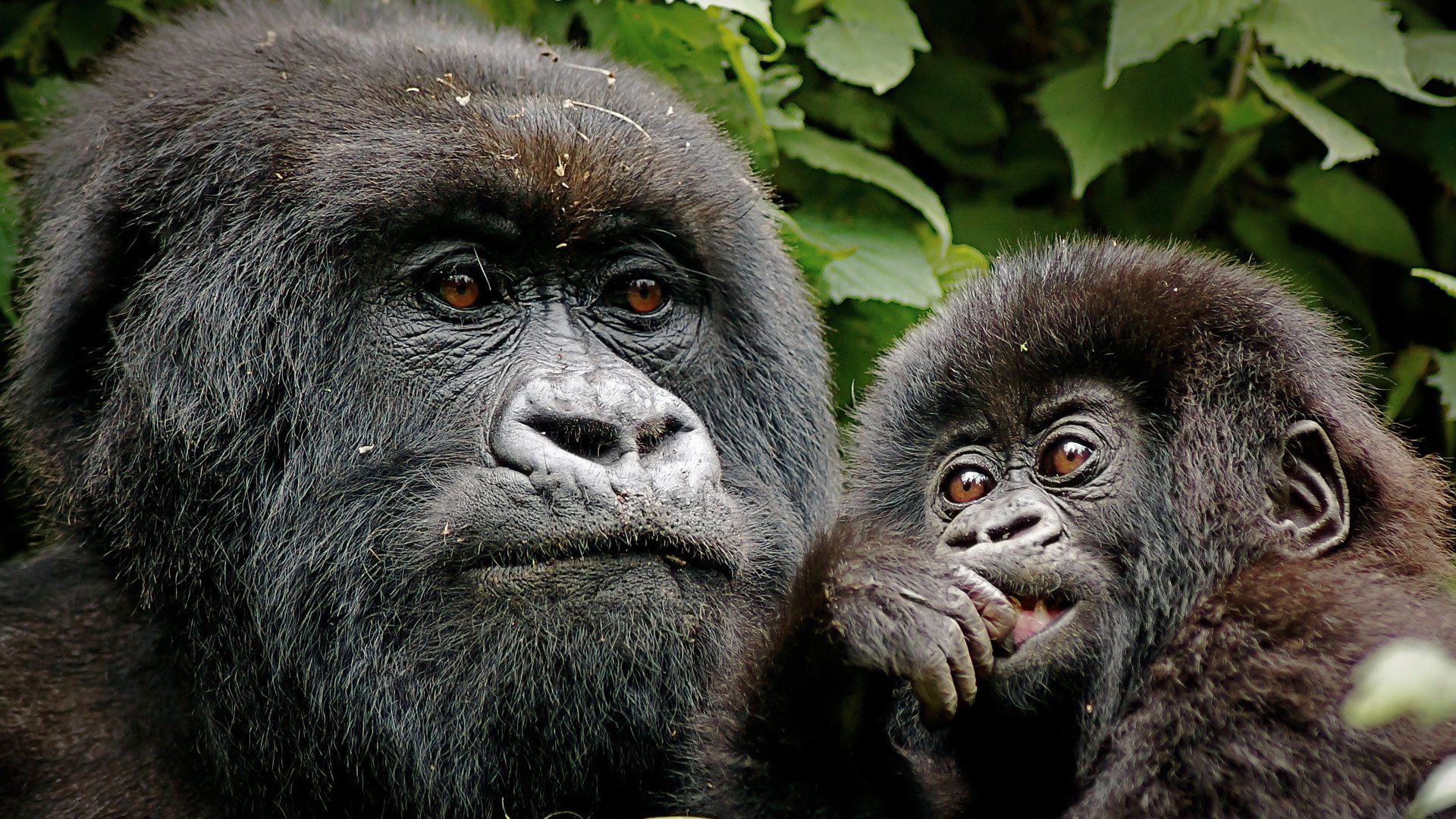 4 Days Bwindi, Lake Bunyonyi & Volcanoes National Park