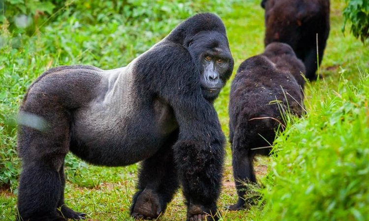 6 Days Gorilla trekking and Masai Mara safari