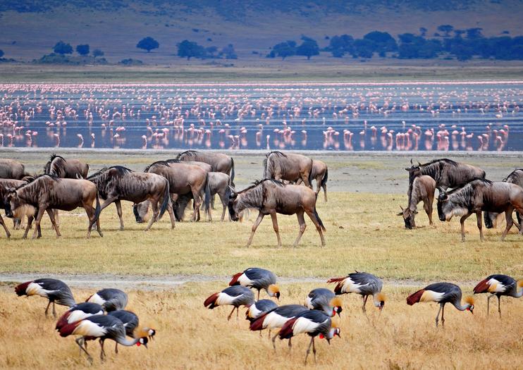 7-day Serengeti Ngorongoro and Lake Manyara
