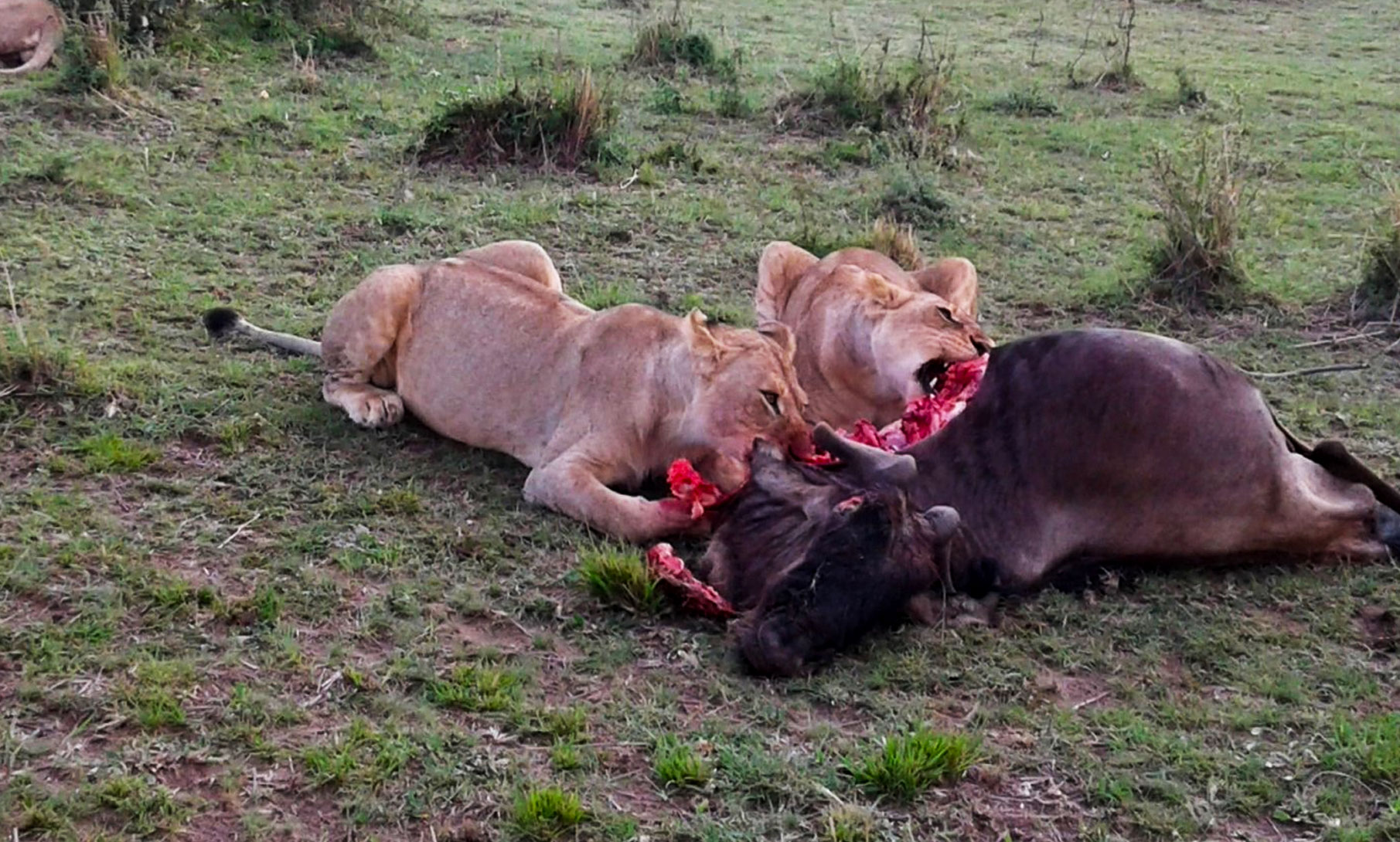 8 Days magical wildlife Kenya safari