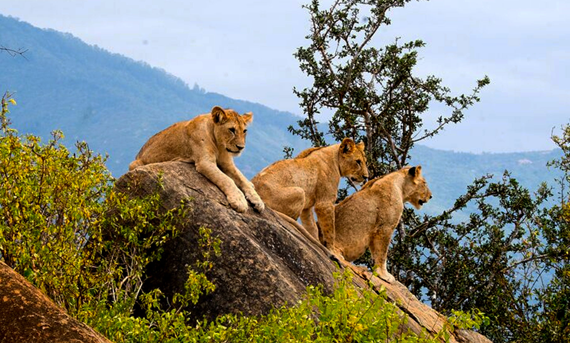 5 Days Flying Safari Tours in Tanzania