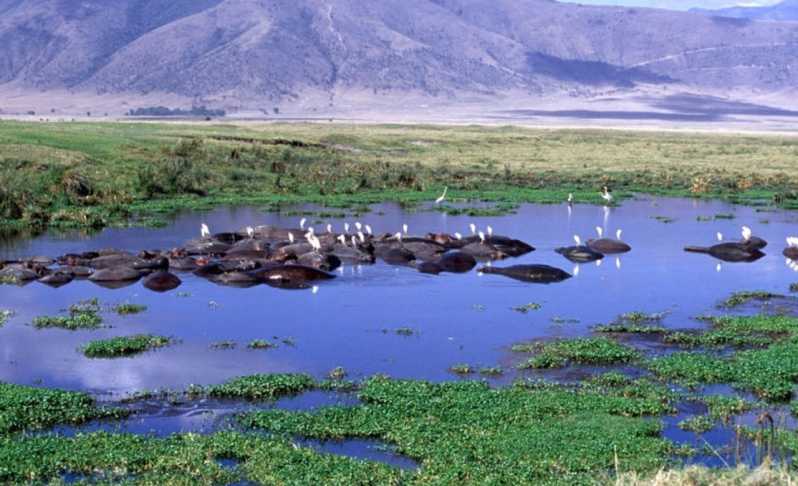6 Day Magical Private Manyara, Serengeti, Ngorongoro & Tarangire Wildlife Safari