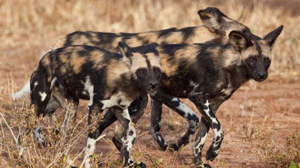 7-Day Big Five Safari Tarangire Serengeti and Ngorongoro