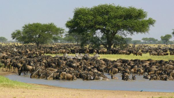 5-Day Luxury Safari to Manyara, Serengeti & Ngorongoro