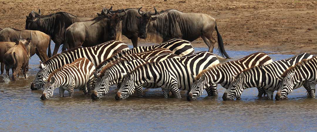 10-day great migration safari in Tanzania