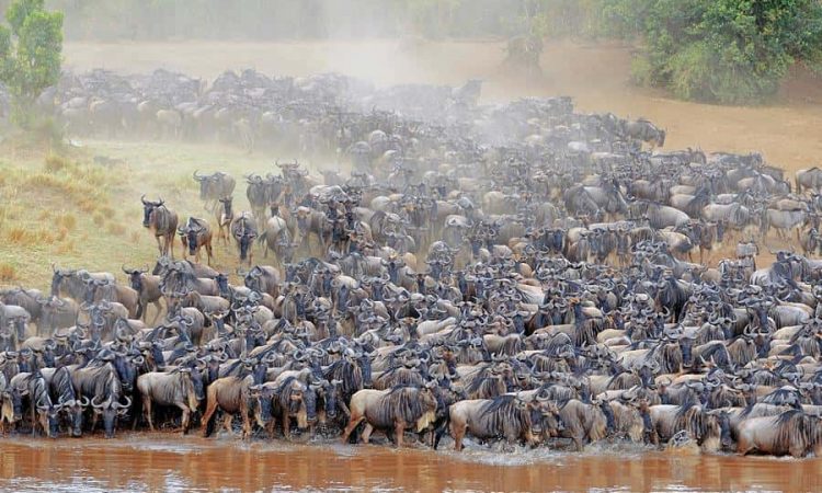 5-day Serengeti wildlife and cultural safari