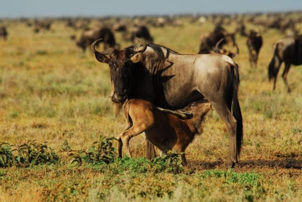 7 Days Serengeti national park and Zanzibar safari