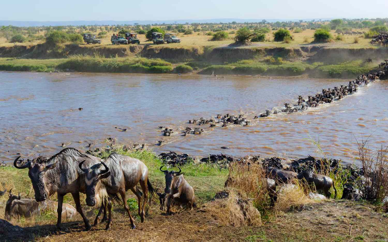 6 Days Serengeti and Rwanda Gorilla tracking