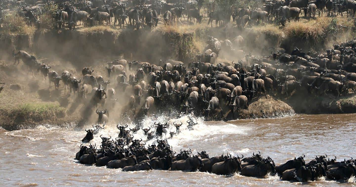 6 Days Serengeti and Uganda Gorilla tracking